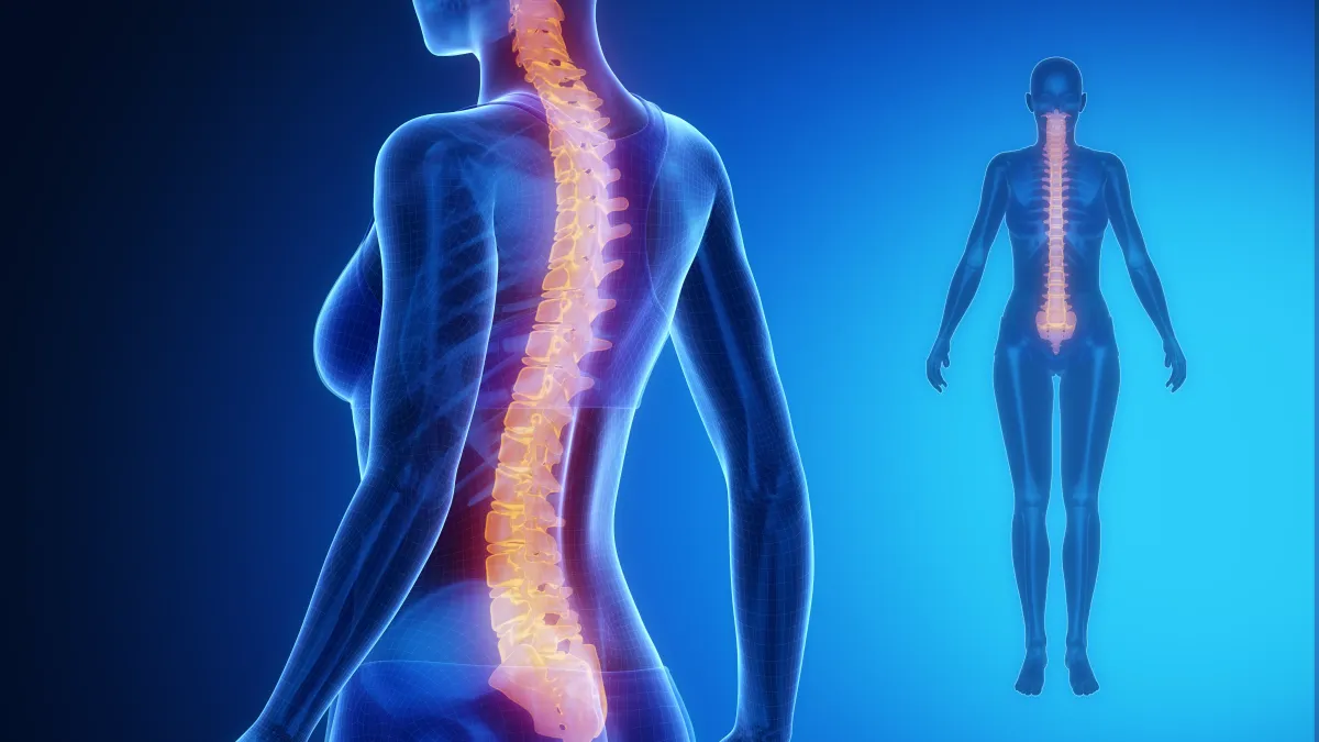 Colonne Vertébrale